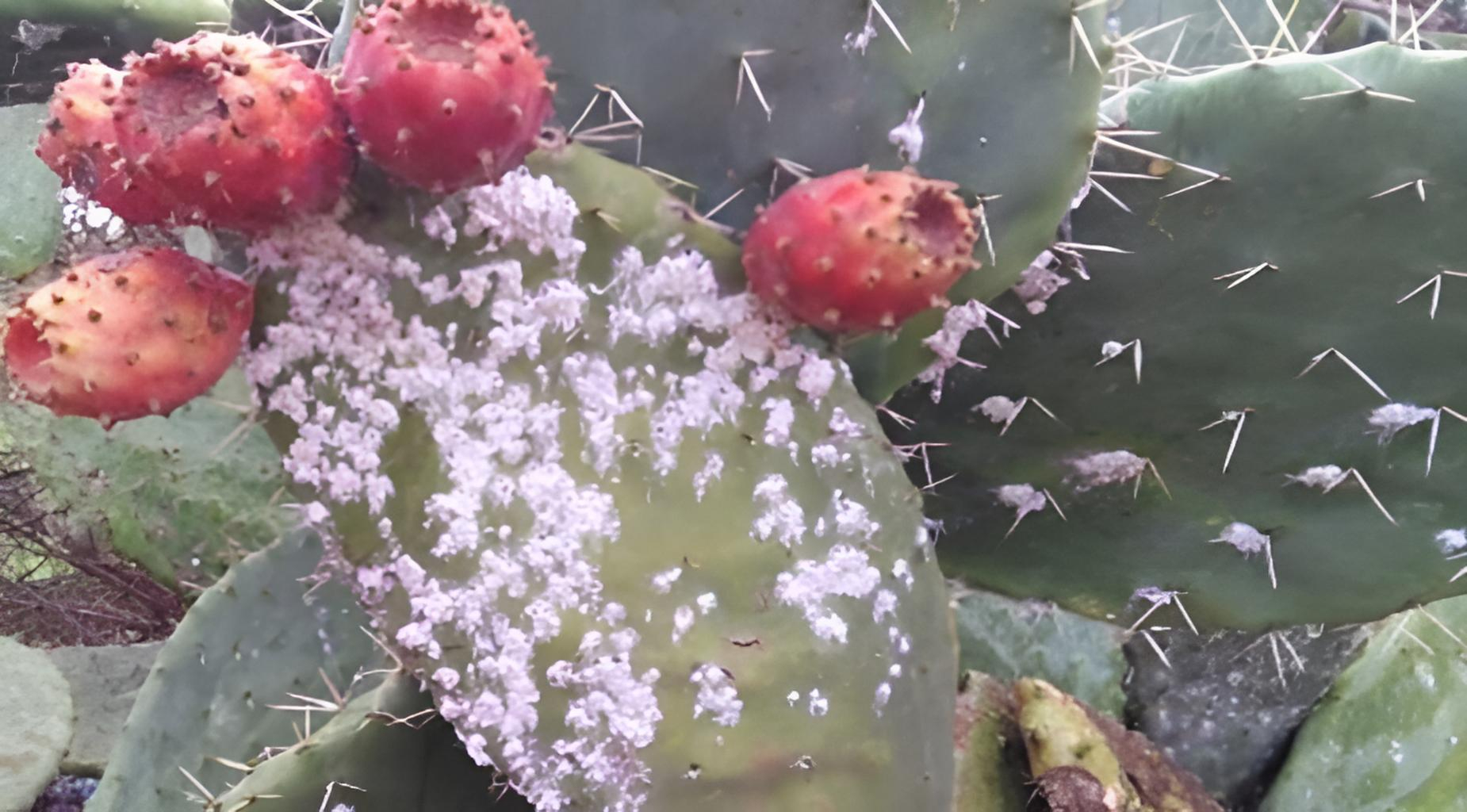 Cochenille du cactus Tunisie