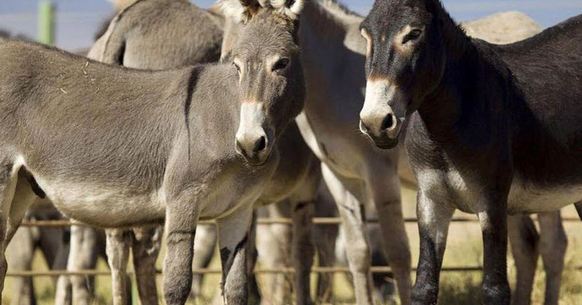 Une priorité pour les ânes au Kenya