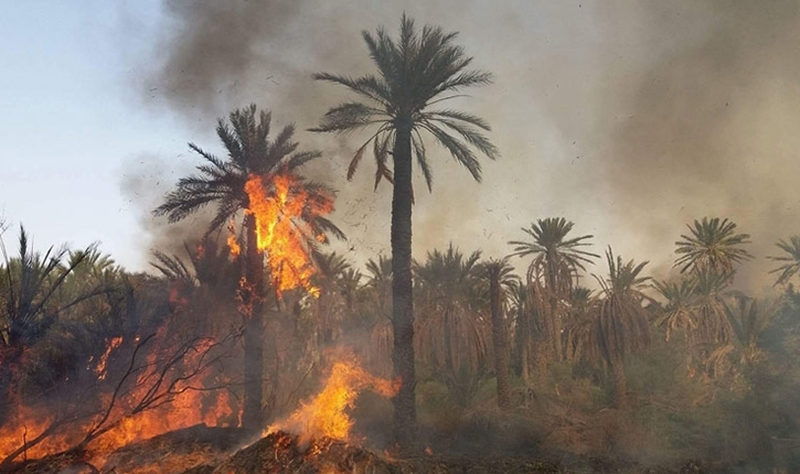 Un feu dans une oasis de palmiers à Qebli