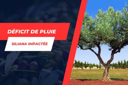 Siliana Chute drastique de la récolte d’olives – Causes et conséquences pour 2023