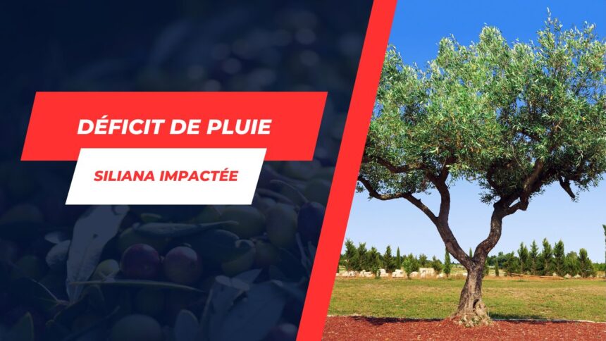 Siliana Chute drastique de la récolte d’olives – Causes et conséquences pour 2023