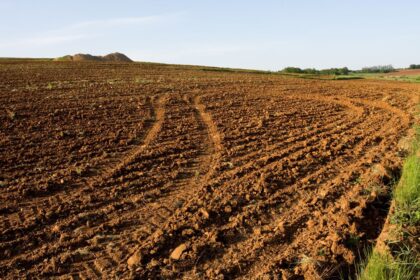 Taux-demblavement-de-97-dans-les-terres-agricoles-de-Manouba.