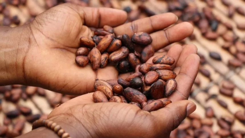 Madagascar : Le prix du cacao dépasse désormais celui de la vanille, un tournant pour les producteurs