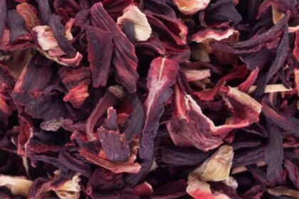 Nigeria : L’État de Jigawa lance une usine de transformation de l’hibiscus pour stimuler le secteur agricole