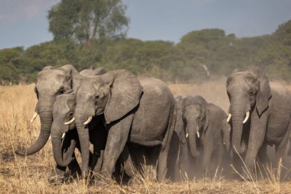 Botswana : Le président menace d’envoyer 20 000 éléphants à l’Allemagne