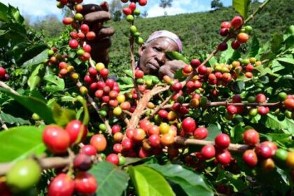 Afrique : L’IFC et Absa Group Limited s’associent pour soutenir les caféiculteurs en Afrique de l’Est