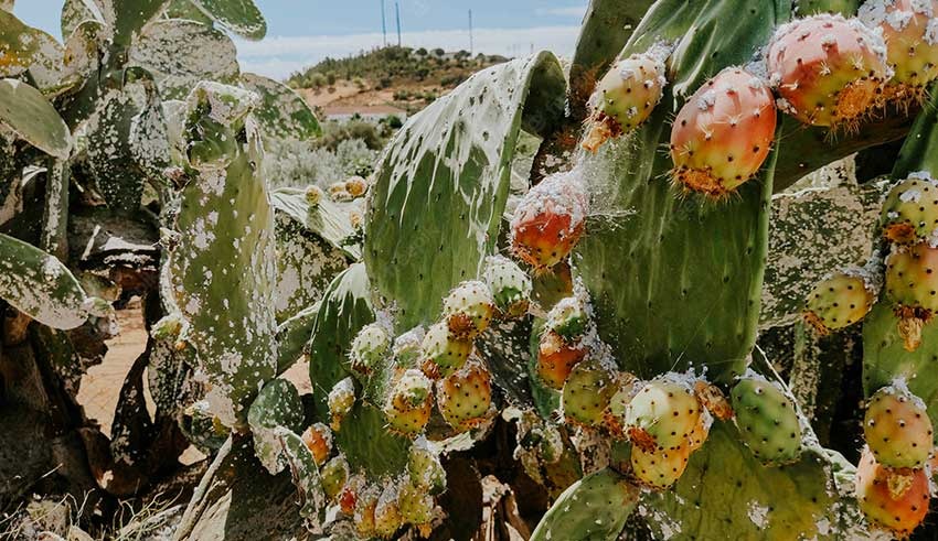 cochenille-rouge-figue-barbaries-Sfax.jpg