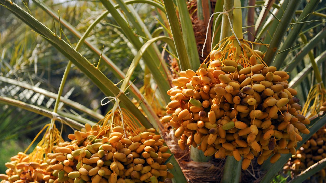 Gafsa Prédit une Récolte de 13 000 Tonnes de Dattes Cette Saison !