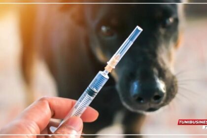 Béja : Vaccination Gratuite des Animaux pour la Journée Mondiale de la Rage