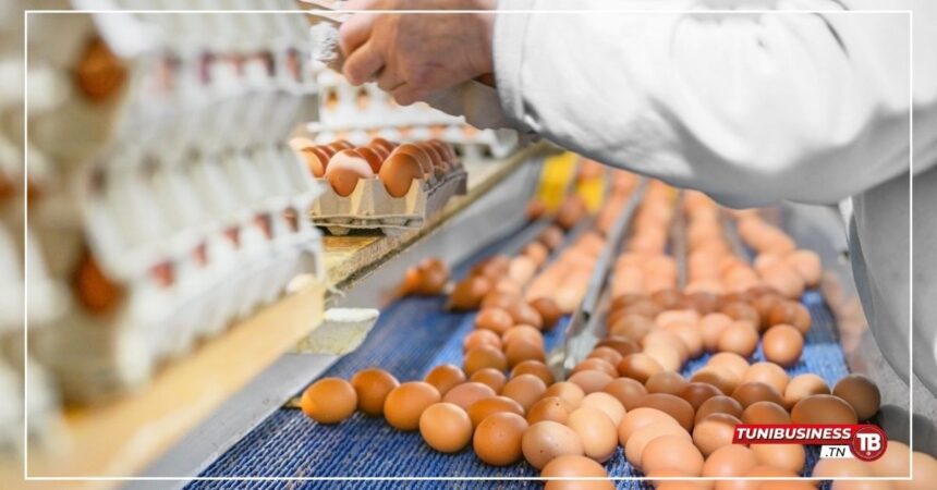 Production d'Œufs en Tunisie : Hausse de 2,7% en Août 2024