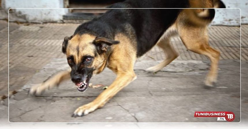 Rage à Zaghouan : 14 000 Chiens Ciblés par une Campagne de Vaccination