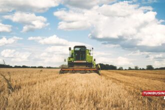 Investissement Agricole en Tunisie : Plus de Projets, Moins de Valeur en 2024