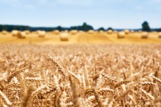 Manouba 54 500 hectares de grandes cultures pour la nouvelle saison agricole