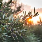 Manouba 7 000 Tonnes d'Olives Prévues pour la Récolte 2023