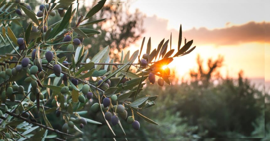 Manouba 7 000 Tonnes d'Olives Prévues pour la Récolte 2023