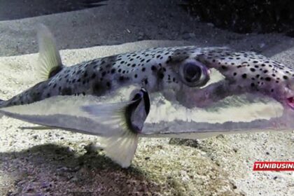 Poisson toxique en Tunisie : Ce que vous devez savoir sur la dangereuse menace du poisson-lapin