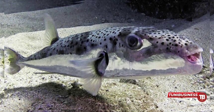 Poisson toxique en Tunisie : Ce que vous devez savoir sur la dangereuse menace du poisson-lapin