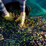 Sidi Bouzid : Production d'Olives Estimée à 310 000 Tonnes