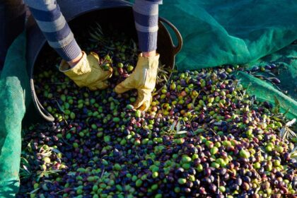 Sidi Bouzid : Production d'Olives Estimée à 310 000 Tonnes