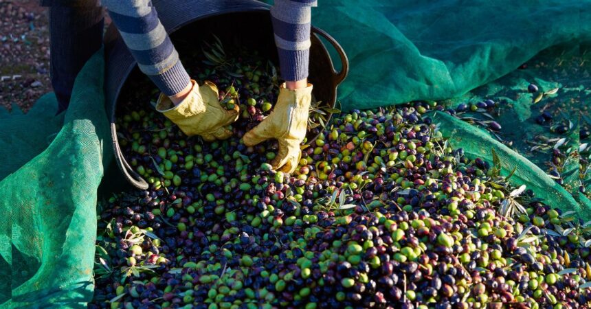 Sidi Bouzid : Production d'Olives Estimée à 310 000 Tonnes