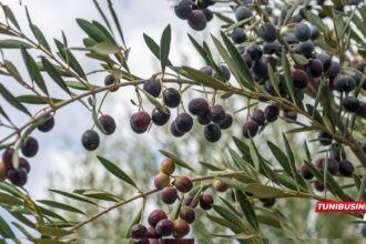 Sidi Bouzid plus de 300 mille tonnes d'olives attendues pour 2024-2025