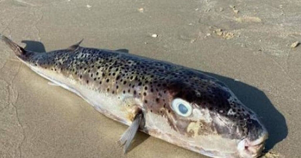 poisson-lapin-Tunisie